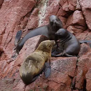 Tour Islas Ballestas en Paracas