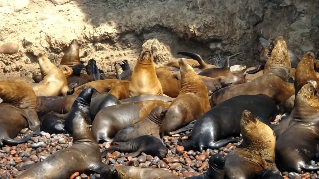 Islas Ballestas